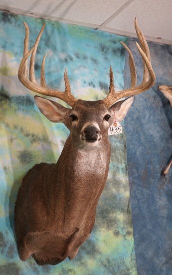 Good Quality 10pt. Texas Whitetail Deer Shoulder Taxidermy Mount