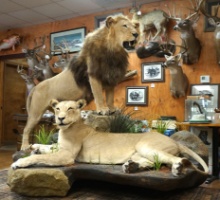 Pair of African Lions Full Body Taxidermy Mounts