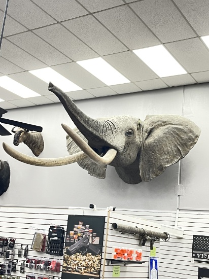 Superior Animal Brokers Taxidermy Auction Day 2