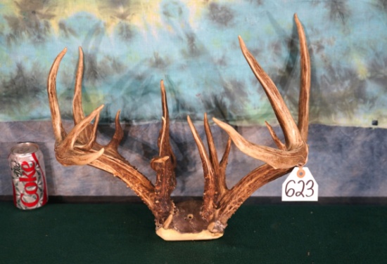 13 x 8 21pt. Non-typical Whitetail Deer Antlers Taxidermy