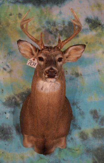 10pt. Whitetail Deer Shoulder Taxidermy Mount