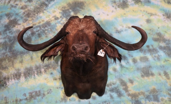African 48 5/8" spread Cape Buffalo Cow Shoulder Taxidermy Mount