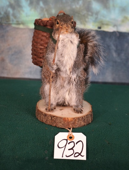 Full Body Squirrel Packing Out Nuts Novelty Taxidermy Mount