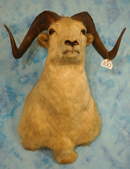 Yukon Dall Sheep Ram Shoulder Taxidermy Mount