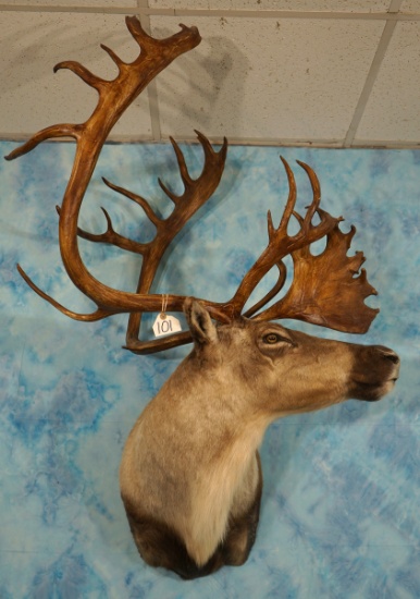 Beautiful Barren Ground Caribou Shoulder Taxidermy Mount