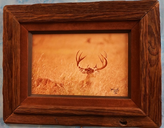 Framed Photograph of a Big South Texas Whitetail Buck During the Rut