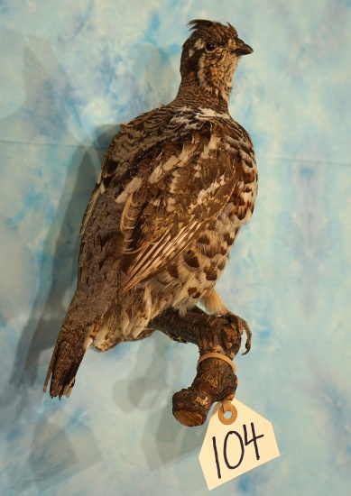 Beautiful Ruffed Grouse Taxidermy Bird Mount