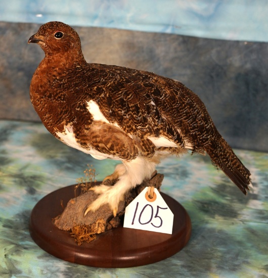 Alaskan Fall Phase Ptarmigan Taxidermy Bird Mount