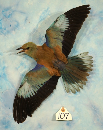 Gorgeous European Blue Roller Taxidermy Bird Mount