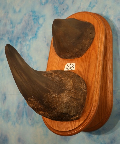 Reproduction White Rhino Horns on Wall Pedestal Panel Taxidermy