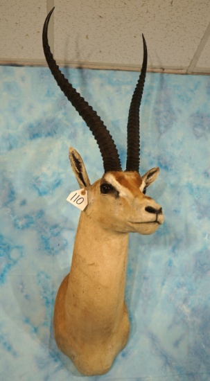 East African Record Book Grants Gazelle Shoulder Taxidermy Mount