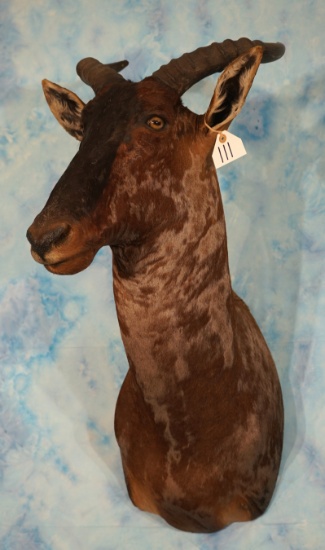 African Tsessebee  Shoulder Taxidermy Mount