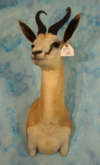 South African Common Springbuck Gazelle Shoulder Taxidermy Mount