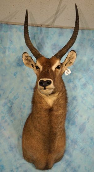 African Common Ringed Waterbuck Shoulder Taxidermy Mount