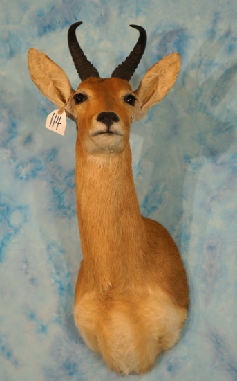 East African Bohor Reedbuck Shoulder Taxidermy Mount