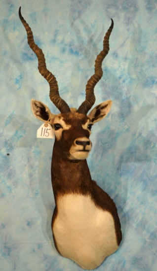 Blackbuck Antelope Shoulder Taxidermy Mount