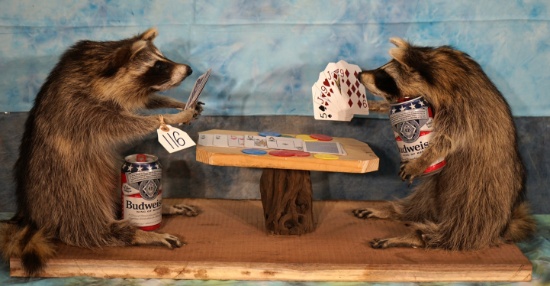 Brand New! Cool Pair of Raccoons Playing Poker Novelty Taxidermy Mount