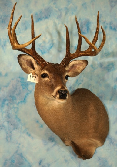 Nice 161 3/8" gross South Texas 11pt. Whitetail Deer Shoulder Taxidermy Mount
