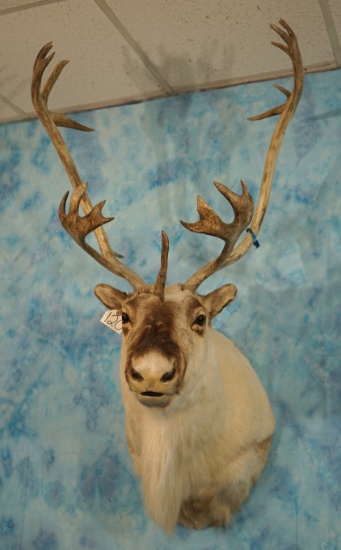 Beautiful Arctic Island or "Peary's" Caribou Shoulder Taxidermy Mount