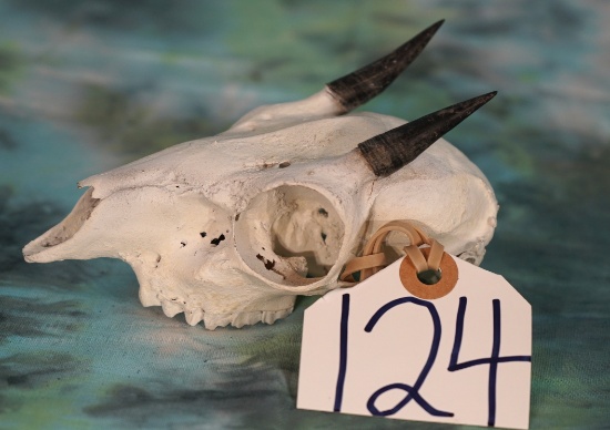 South African Cape Grysbuck Skull Taxidermy
