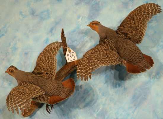 Beautiful Pair of Hungarian Partridge Flying Taxidermy Bird Mounts