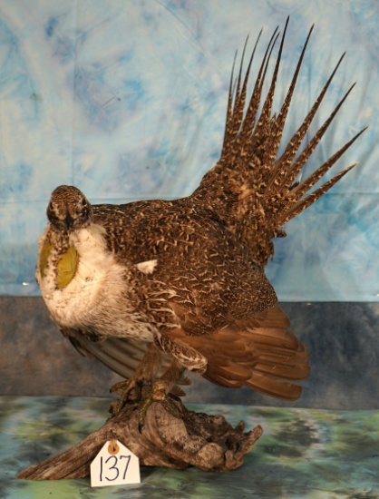 Super Nice Wyoming Sage Grouse Taxidermy Bird Mount