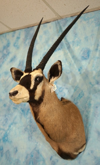 African Gemsbuck Antelope Shoulder Taxidermy Mount