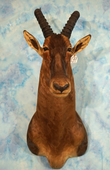 Top 5 SCI Record Book African Tiang Antelope Shoulder Taxidermy Mount