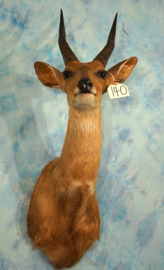 South African Cape Bushbuck Shoulder Taxidermy Mount