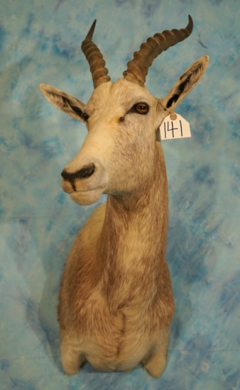 African White Blesbuck Antelope Shoulder Taxidermy Mount