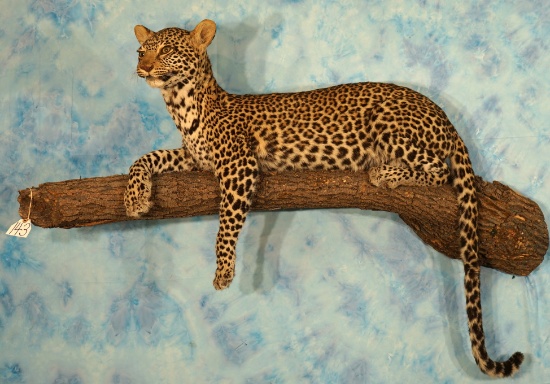 Beautiful African Leopard Full Body Mount **Texas Residents Only!**
