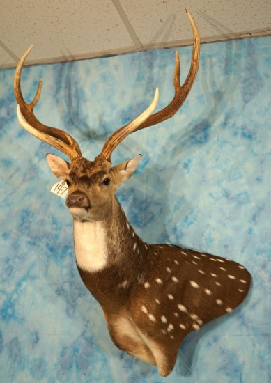 Stunning Gold Medal Record Axis Deer Shoulder Taxidermy Mount