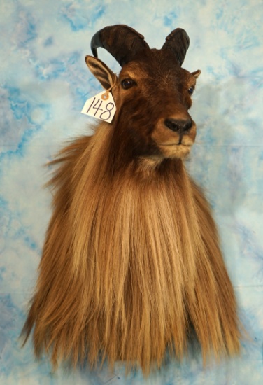 Beautiful Himalayan Tahr Shoulder Taxidermy Mount