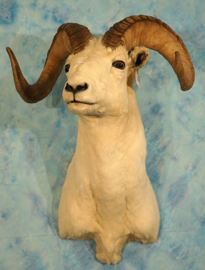 Alaskan Dall Sheep Shoulder Taxidermy Ram Mount