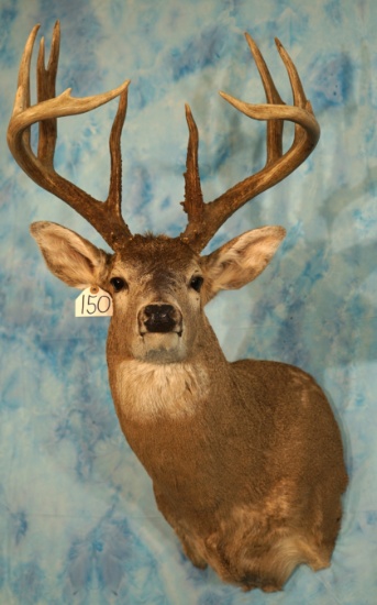 12pt. Whitetail Deer Shoulder Taxidermy Mount
