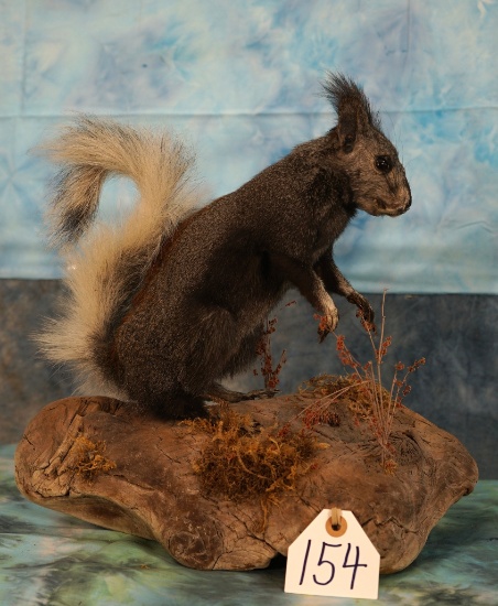 Super Cool Kaibab Forest Squirrel Full Body Taxidermy Mount