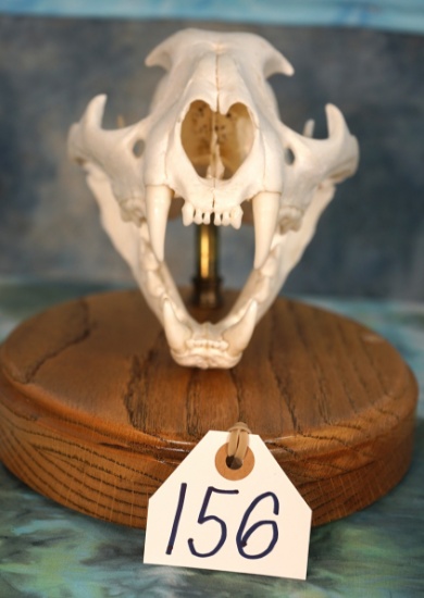 Complete Mountain Lion Skull on Panel Taxidermy