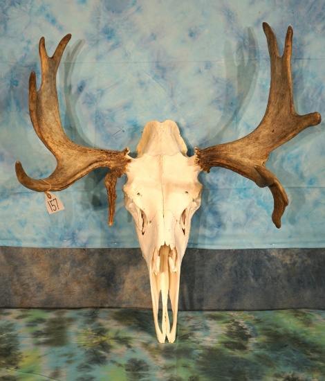 Very Nice Shiras Moose Skull with a Droptine Taxidermy