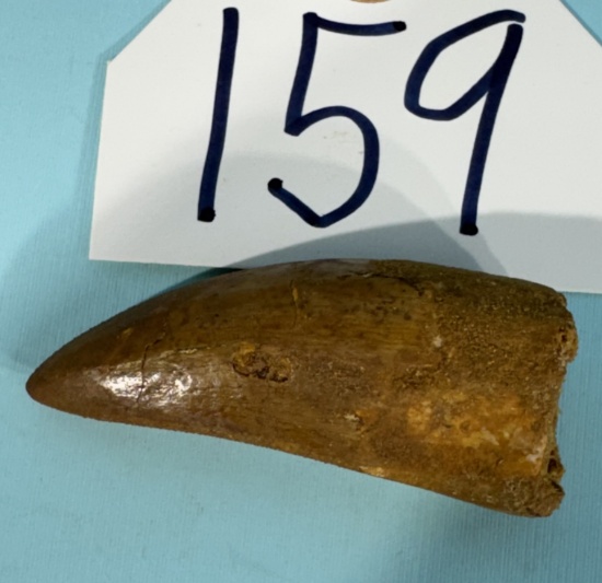 Awesome! Authentic African T-Rex Dinosaur Fossil Tooth