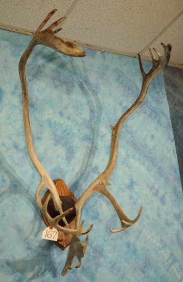 Caribou Antlers Mounted on Panel Taxidermy
