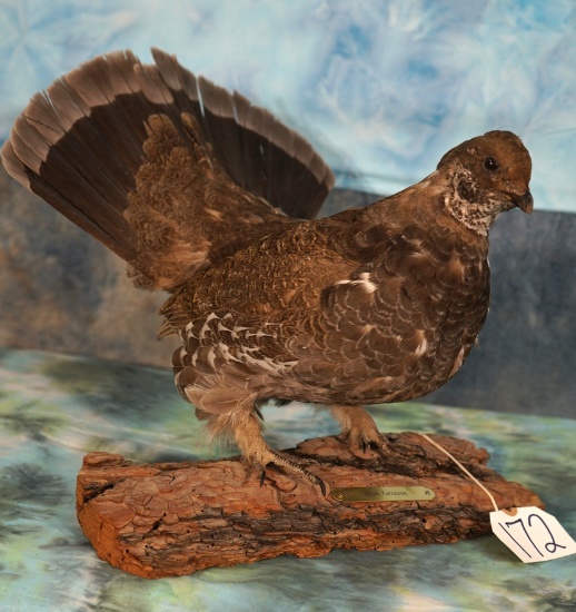 Pretty Blue Grouse Taxidermy Bird Mount