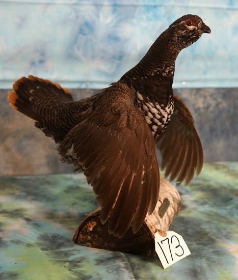 Beautiful Spruce Grouse Taxidermy Bird Mount