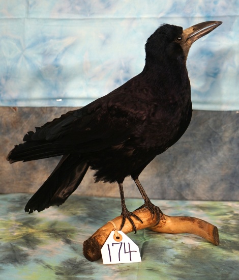 European Raven Taxidermy Bird Mount