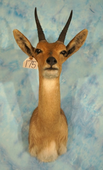 South African Mountain Reedbuck Shoulder Taxidermy Mount