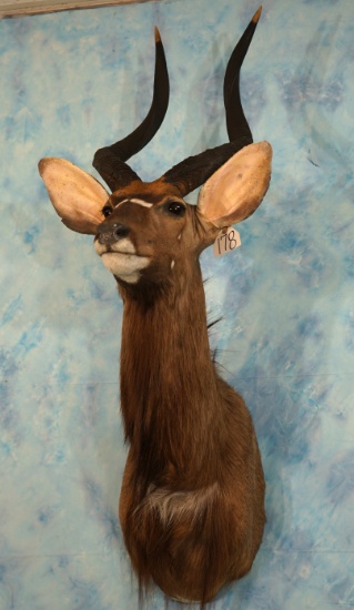 African Southern Nyala Antelope Shoulder Taxidermy Mount
