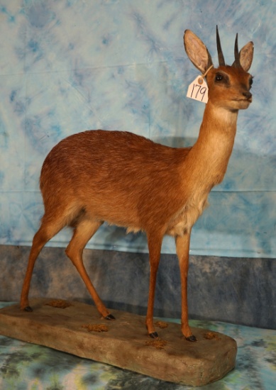 #2 All Time SCI Record Book African Cape Grysbuck Full Body Taxidermy Mount