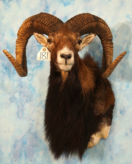 Gold Medal European Mouflon Sheep Shoulder Taxidermy Mount