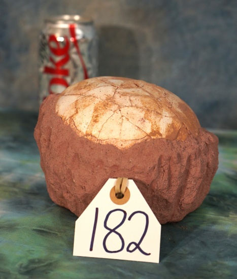 Cool! Segnasaur Dinosaur Real Egg Fossil in Matrix
