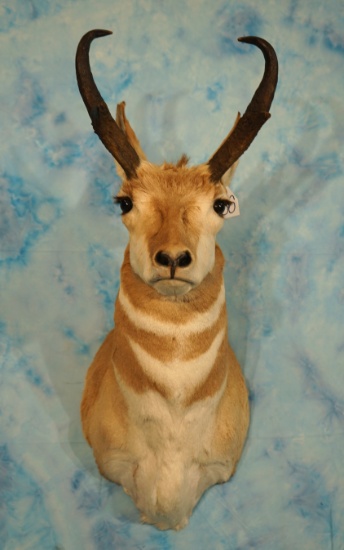 Pronghorn Antelope Shoulder Taxidermy Mount
