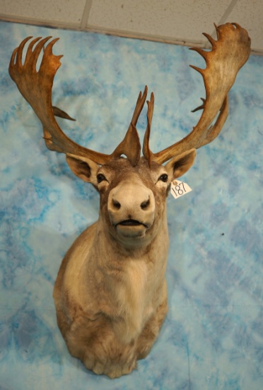 Beautiful Woodland Caribou Shoulder Taxidermy Mount  **Texas Residents Only!**
